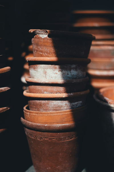 Potted plants on a garden shelf - category image